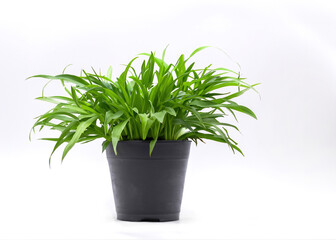 Minimalistic Elegance: Tranquil Houseplant on White Background | Nature's Harmony