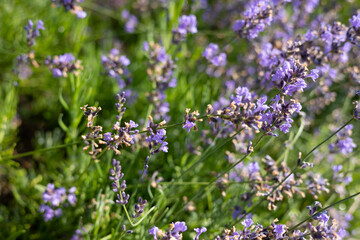 Obraz premium Lavender flowers in the field