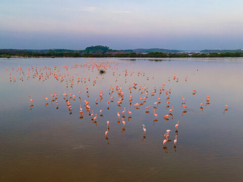 Aerial view of Pink Flamingo at sunset in El Corchito Natural Reserve in Progreso, Yucatan, Mexico.