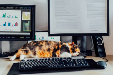 Cat sleeping on the desk at home-based office with IT equipment. Blurred screens with financial...