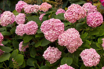 A hydrangea bush in bloom. Pink hydrangea flower close-up