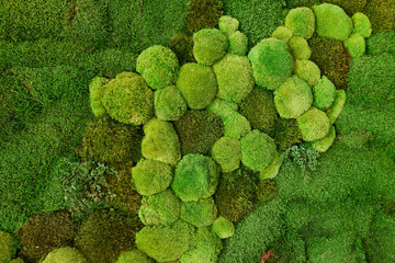 Living green moss wall in the apartment close up