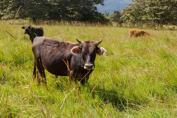 Picture of bulls in a green jungle field in a sunset. Concept of animals and nature.