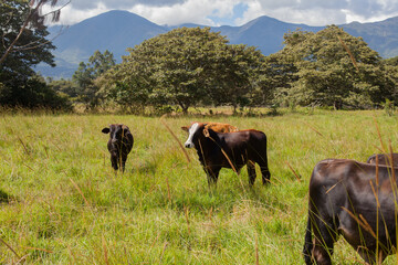 Picture of bulls in a green jungle field in a sunset. Concept of animals and nature.