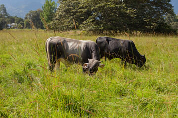 Picture of bulls in a green jungle field in a sunset. Concept of animals and nature.