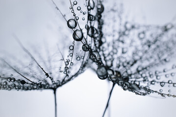 Dew drops of water on dandelion macro flower. Soft selective focus on black and white background. Artistic image of nature.