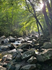 river in the forest