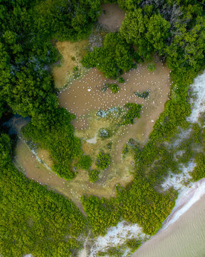 Aerial view of birds in a wetland at Laguna Rosada with pink lakes in Dzemul Municipality, Yucatan, Mexico.