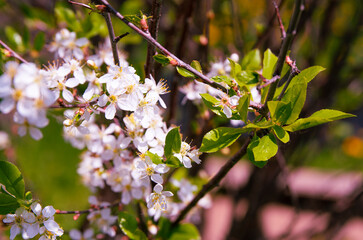 Abstract background. Blossoming cherry branches. Horizontal photo.