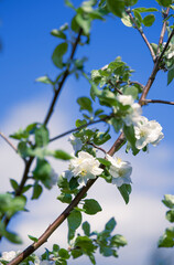 Abstract background. Blossoming branches of an apple tree against the blue sky. Vertical photography.