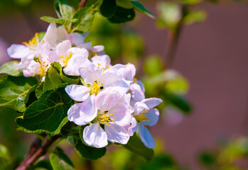 Abstract background. Blossoming branches of an apple tree