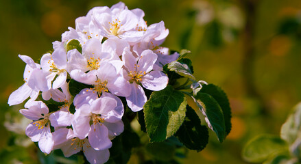 Abstract background. Blossoming branches of an apple tree