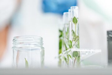 botany science laboratory, green plant experiment for medicine biology or biotechnology, scientist...