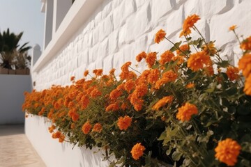 Fototapeta na wymiar orange flowers at a white wall, Frontal View of Orange Flowers on a White Wall, Embracing Naturalistic Shadows and the Charm of Mediterranean Landscapes