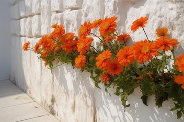 Fototapeta na wymiar orange flowers at a white wall, Frontal View of Orange Flowers on a White Wall, Embracing Naturalistic Shadows and the Charm of Mediterranean Landscapes