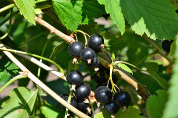 black currant with green leaves on the branch in sunny day close up 