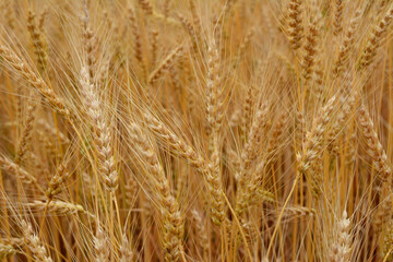 wheat ears on the field isolated ripe golden ears of wheat  