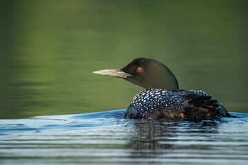 Common loon in lake - Powered by Adobe