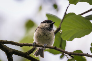 Marsh tit sits on the branch of an Alder tree with green leaves and looks towards the camera lens on a sunny summer day.	 Close-up portrait of marsh tit.