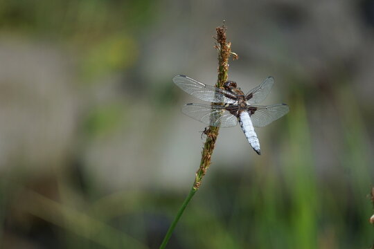 Ważki (Odonata) &ndash; rząd drapieżnych,  owad&oacute;w wodnych, o przeobrażeniu niezupełnym, smukłym ciele, dużych oczach złożonych, kr&oacute;tkim tułowiu, silnie wydłużonym odwłoku i dw&oacute;ch parach skrzydeł. 