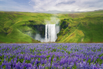 Skogafoss waterfall with lupin flowers in summer season in Iceland. Famous nature landscape background