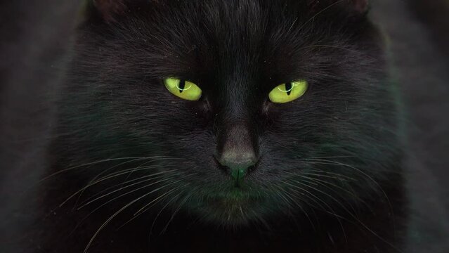 black cat slowly closes eyes slow motion