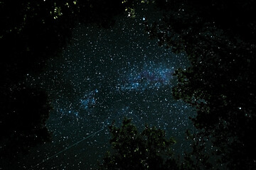 Observe the sky between the trees and see the milky way with a shooting star
