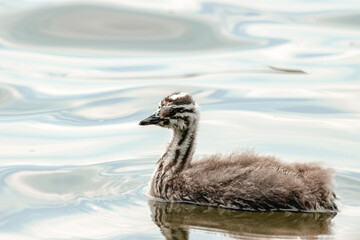 A young great crested grebe (Podiceps cristatus) swims in the water on a sunny spring evening. Great crested grebe chick close-up portrait in calm water.