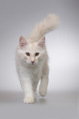 Pretty young male of norwegian forest cat in studio