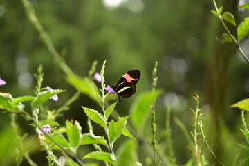 A beautiful butterfly in atlantic rain forest.