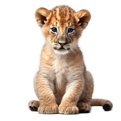 Fototapeta na wymiar lion cub sitting, isolated on transparent background cutout, generative ai