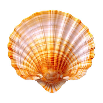 scallop shell isolated on transparent background cutout 