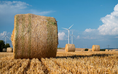 Straw bale on the field, cultivated barley, harvest in the summer, agriculture for food, farmland...