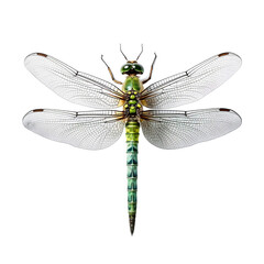 dargonfly insect bug transparent background cutout