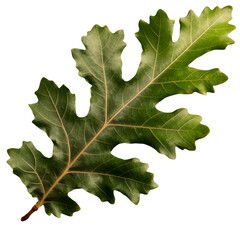 Fototapeta premium oak leaf leaves plant nature foliage stalk green tree transparent background cutout, generative ai