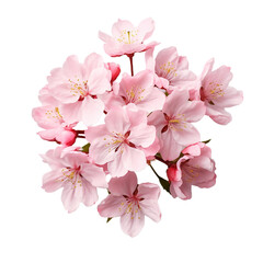cherry blossom sakura isolated on transparent background cutout, generative ai