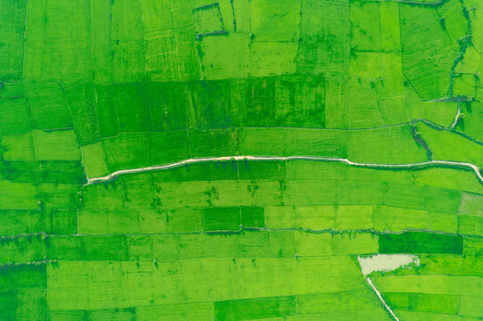 rizieres en terrace sur sol plat en Asie