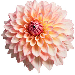 dahlia flora blossom bloom petal nature garden floweret floret dazzling flower plant tree transparent background cutout, generative ai