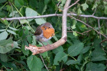 close up portrait of a robin erithacus rubecula perched on the branch of a tree
