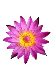 pink lotus flower on white background (isolated)