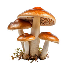 mushroom (vegetable ingredient) isolated on transparent background cutout, generative ai