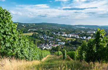 Fototapeta na wymiar Vineyard with view of the ancient roman city of Trier, the Moselle Valley in Germany, landscape in rhineland palatine 