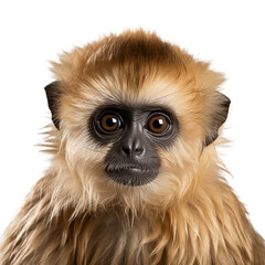 Baby monkey shot, isolated on transparent background cutout, generative ai