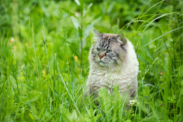 Siberian cat in a grass outdoors