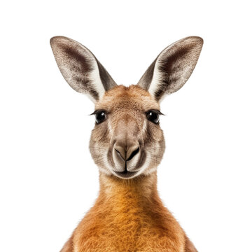 kangaroo face shot isolated on transparent background cutout, generative ai