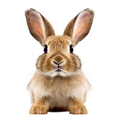 Obraz premium chinchilla face shot , isolated on transparent background cutout , generative ai