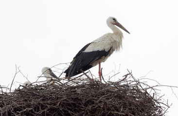 Störche mit Nachwuchs im Nest
