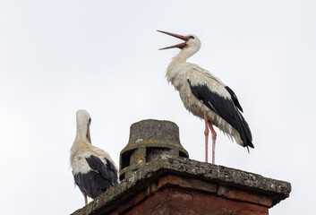 Störche auf Kamin