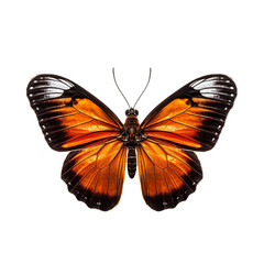 Fototapeta premium butterfly insect bug transparent background cutout, generative ai