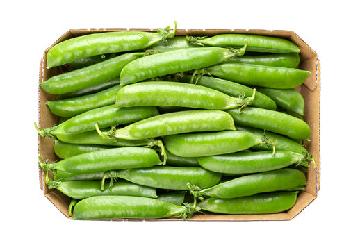 Cardboard punnet with fresh pea pods, containing green peas, the fruits and seeds of the plant Pisum sativum. Used fresh, frozen, dried or canned, as a vegetable. Isolated, from above, food photo.